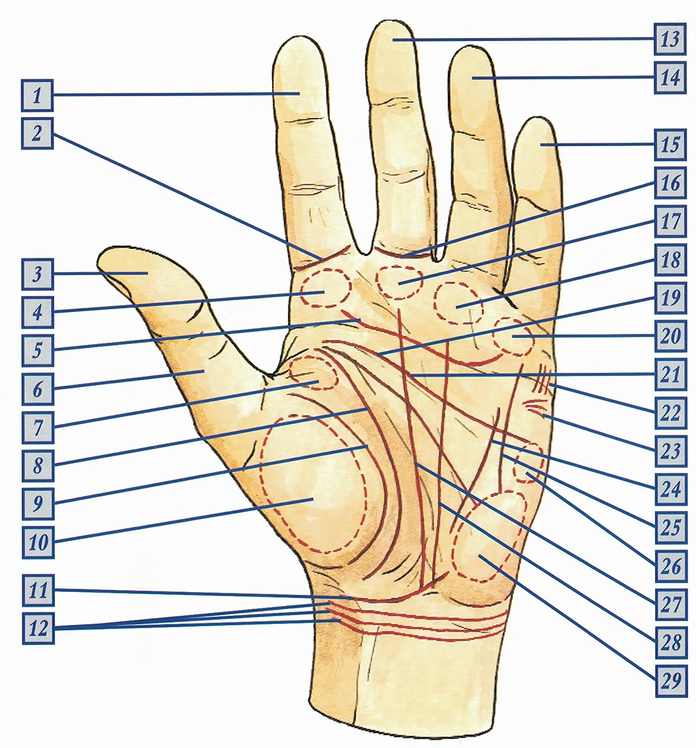 opis mapy dłoni