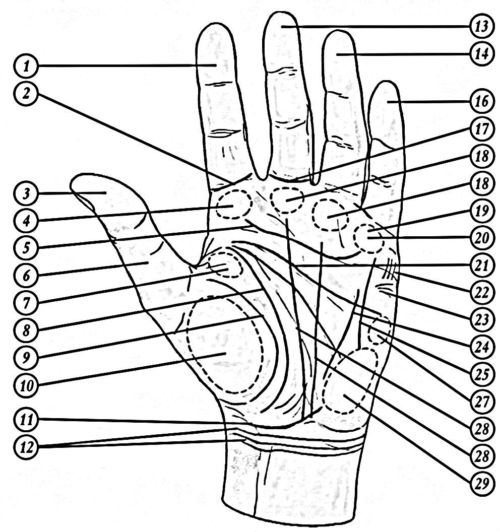 Palmistry map of the hand